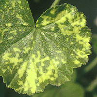 Pelargonium zonale semena